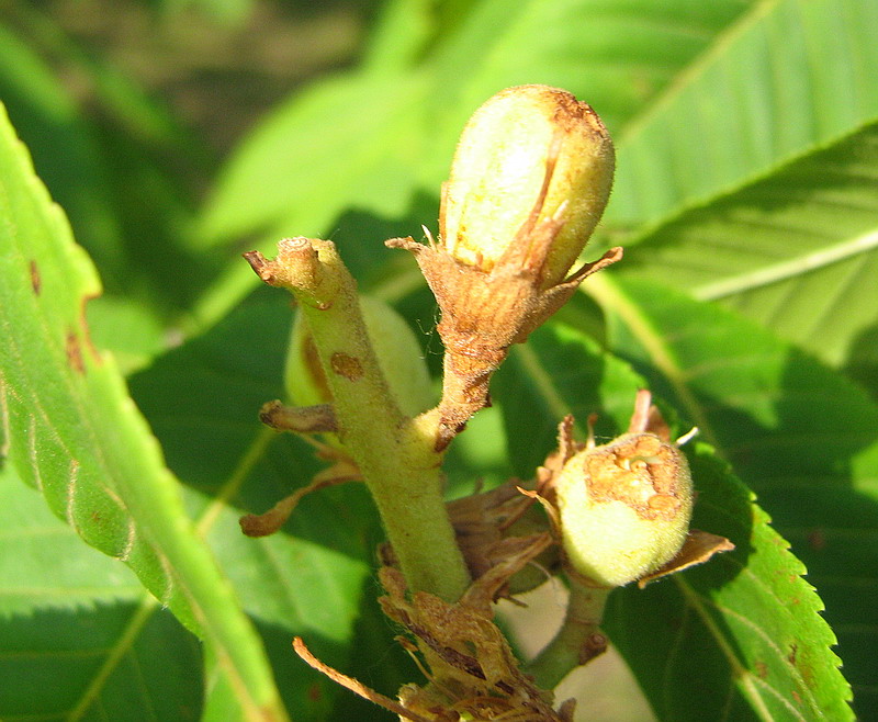 Изображение особи род Aesculus.