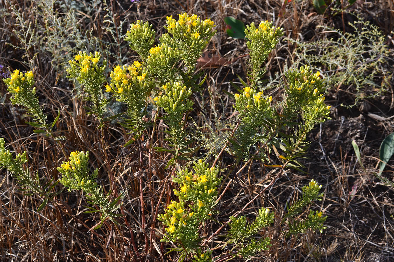 Image of Galatella biflora specimen.