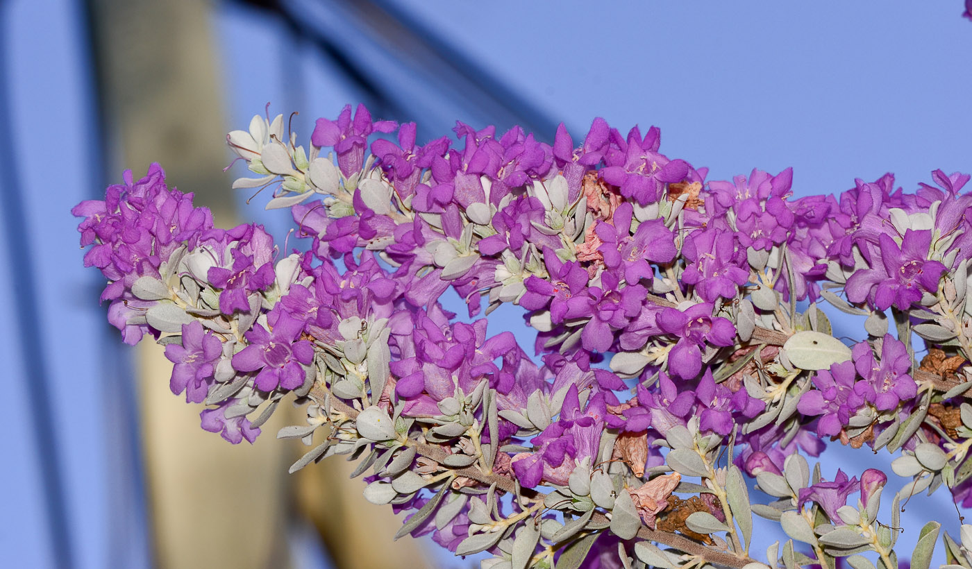 Изображение особи Leucophyllum frutescens.