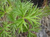 Pulsatilla multifida