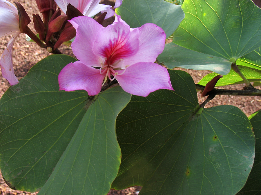 Image of Bauhinia variegata specimen.