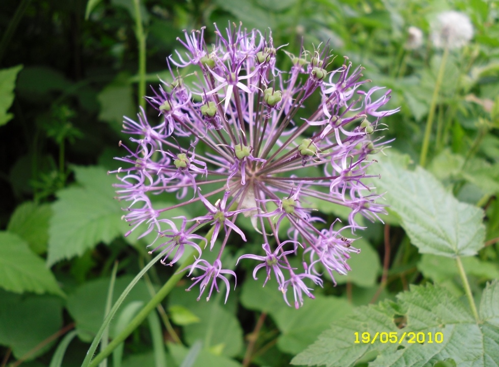 Image of Allium rosenorum specimen.