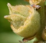 Fothergilla major