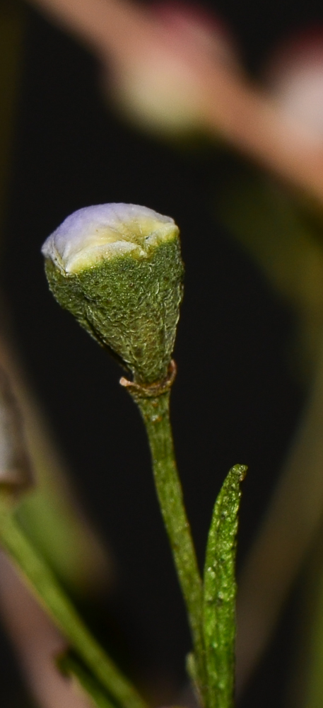 Изображение особи Chamelaucium uncinatum.