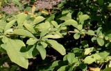 Exochorda giraldii