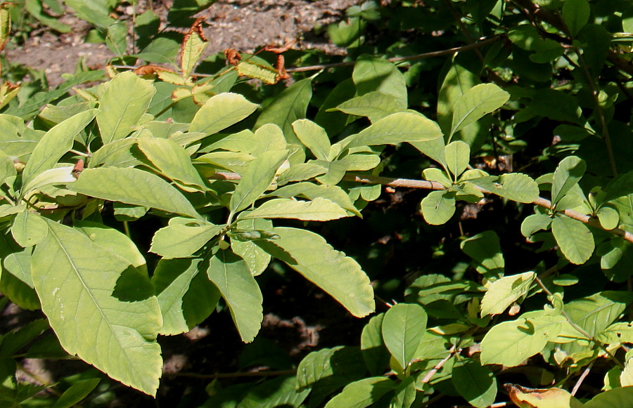 Image of Exochorda giraldii specimen.