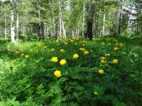 Trollius europaeus