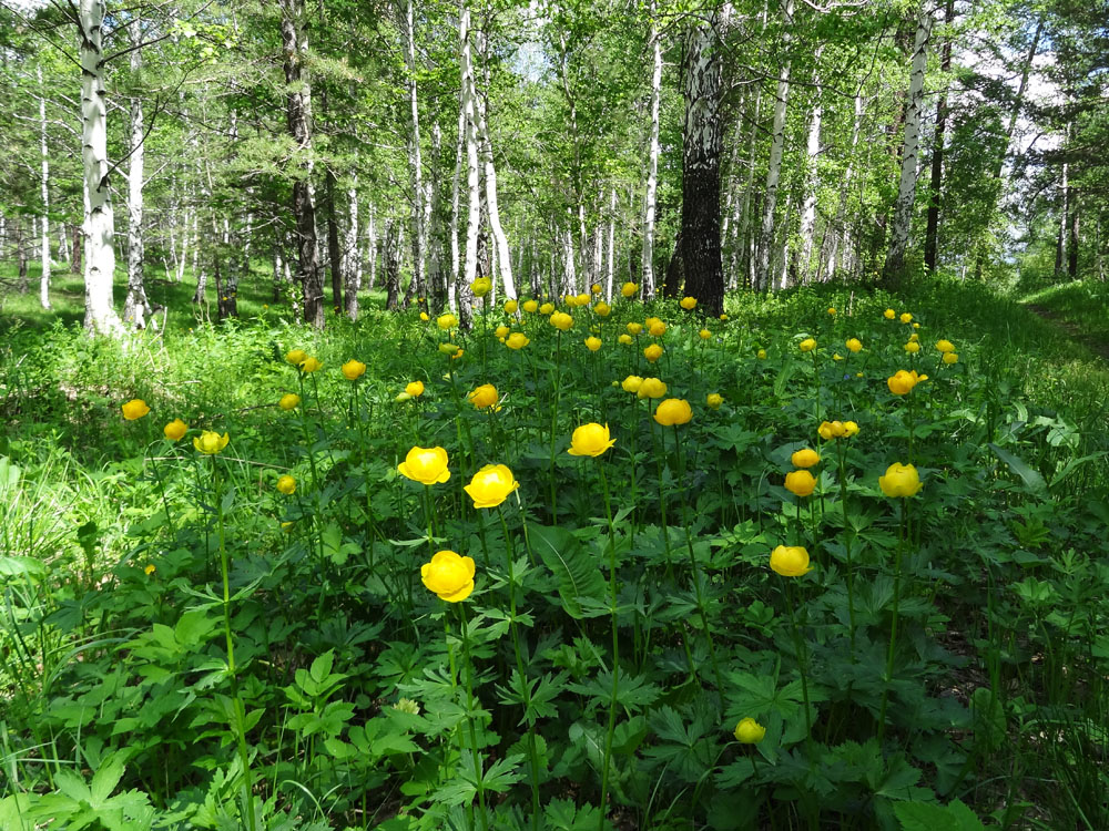 Image of Trollius europaeus specimen.