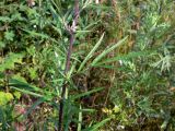 Artemisia vulgaris. Средняя часть побега. Свердловская обл., окр. г. Североуральск, район скал Грюнвальдта, поляна. 04.08.2013.
