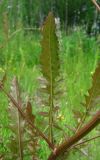Rorippa palustris