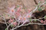 Calliandra eriophylla