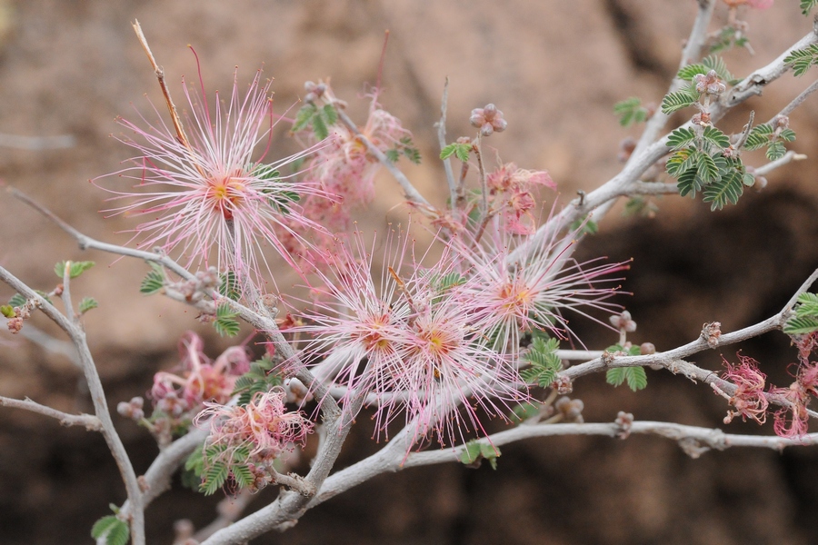 Изображение особи Calliandra eriophylla.