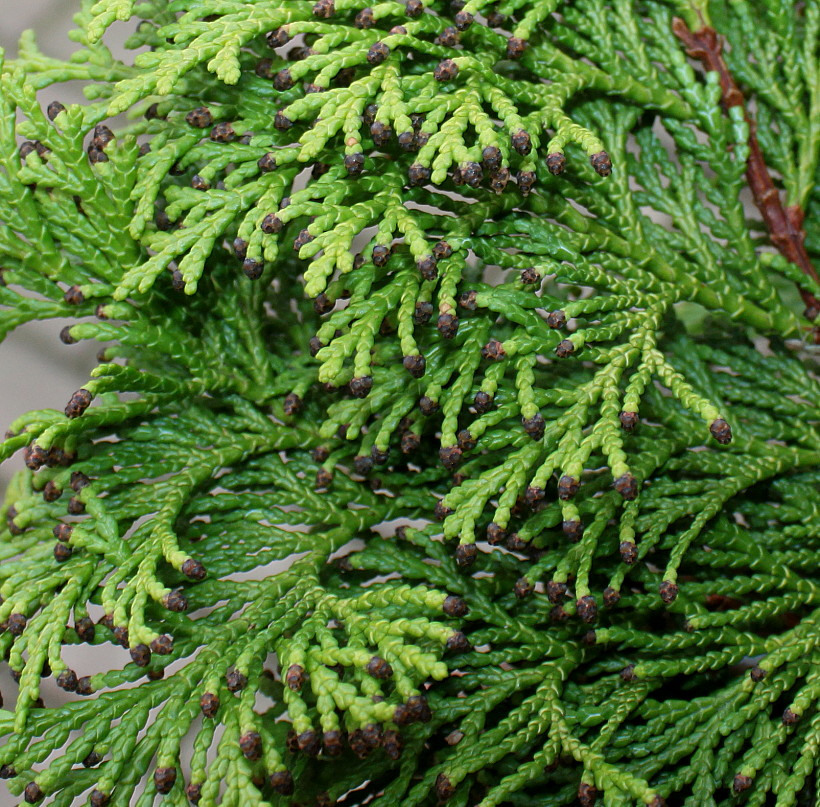 Image of Chamaecyparis lawsoniana specimen.