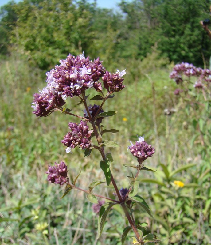 Изображение особи Origanum vulgare.