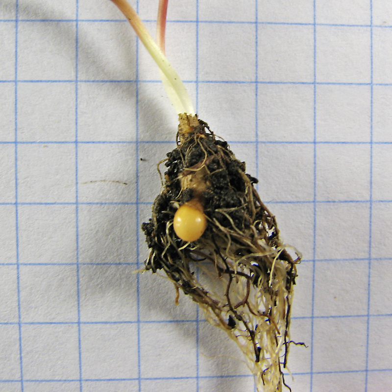 Image of Gagea artemczukii specimen.