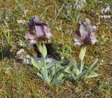 Iris suaveolens