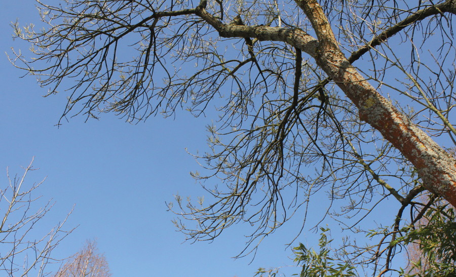 Image of Fraxinus bungeana specimen.