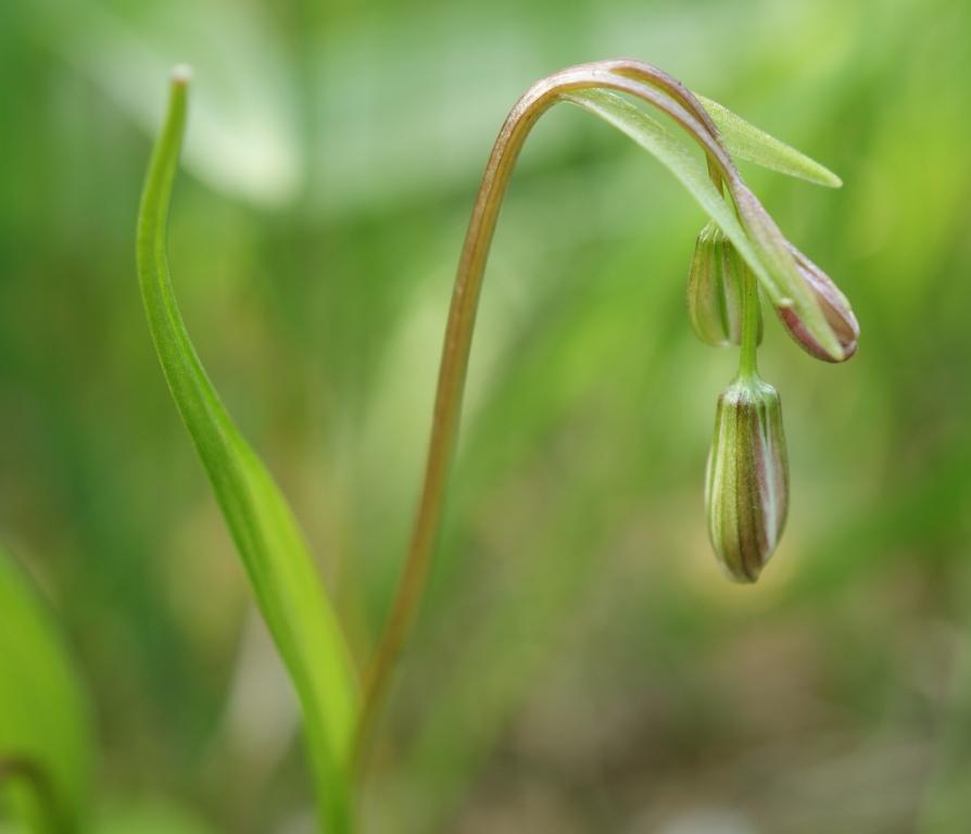 Изображение особи Lloydia triflora.