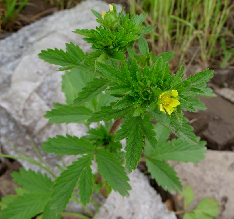 Image of Potentilla norvegica specimen.