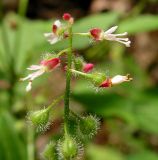 Circaea lutetiana subspecies quadrisulcata. Соцветие с цветками и завязавшимися плодами. Владивосток, Ботанический сад-институт ДВО РАН. 05.09.2013.