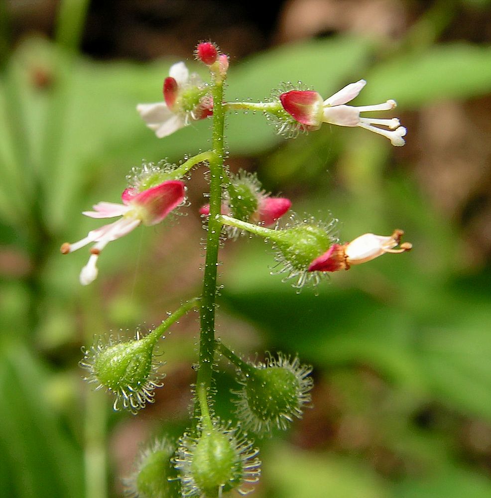 Изображение особи Circaea lutetiana ssp. quadrisulcata.