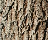 genus Salix