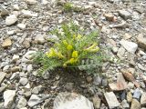 Astragalus utriger