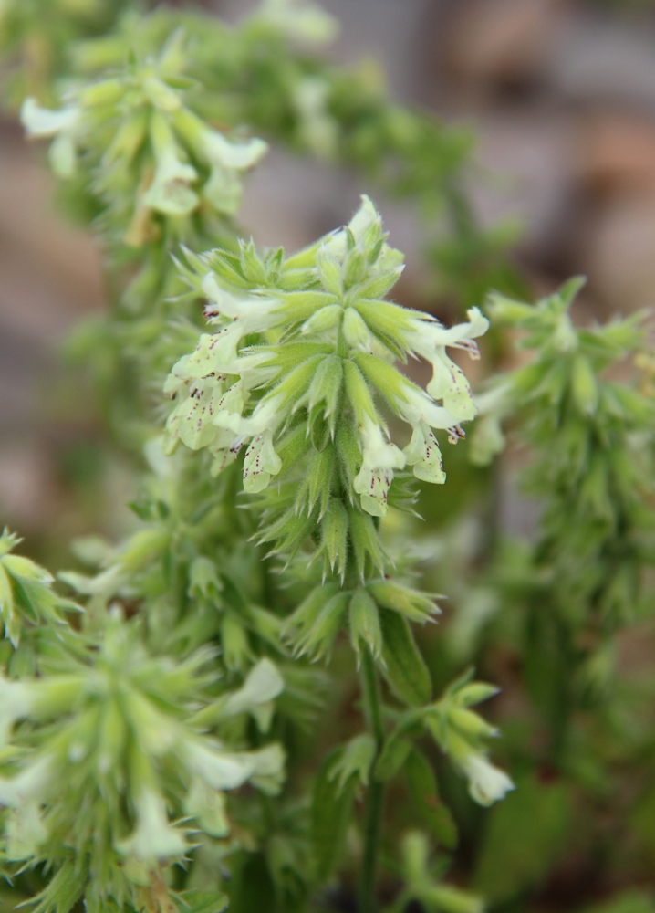 Image of Stachys pubescens specimen.