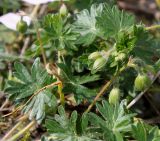 Geranium sanguineum. Соцветия в бутонах и листья ('Striatum'). Германия, г. Дюссельдорф, Ботанический сад университета. 04.05.2014.