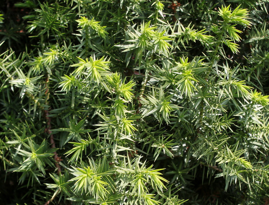 Image of Juniperus drupacea specimen.