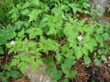 Geranium robertianum. Цветущее растение. Ставропольский край, г. Кисловодск, Долина роз, парк, в подлеске. 19.05.2014.