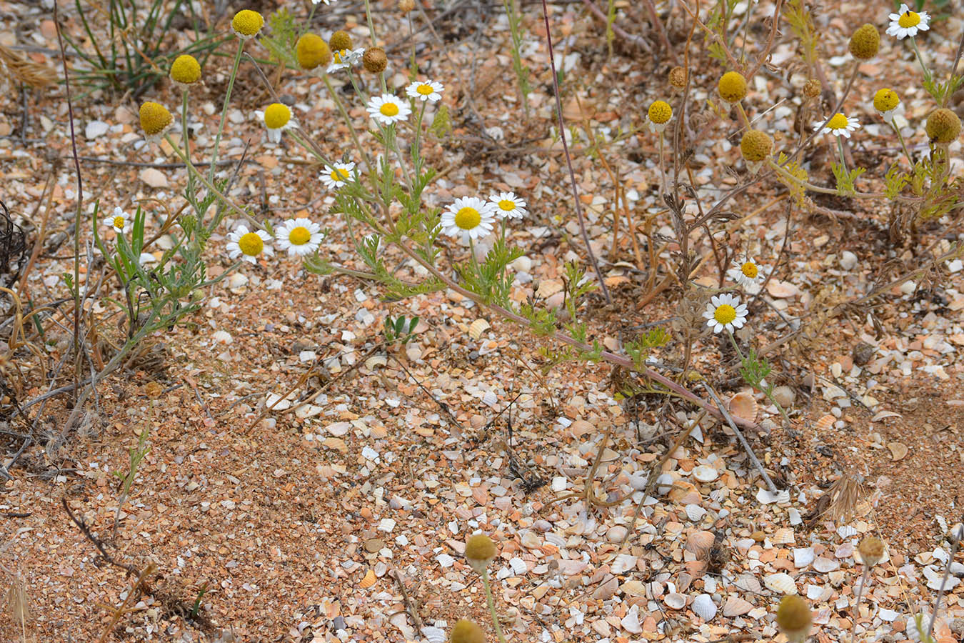 Image of Anthemis ruthenica specimen.