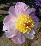 Paeonia lactiflora. Цветок. Германия, г. Дюссельдорф, Ботанический сад университета. 02.06.2014.