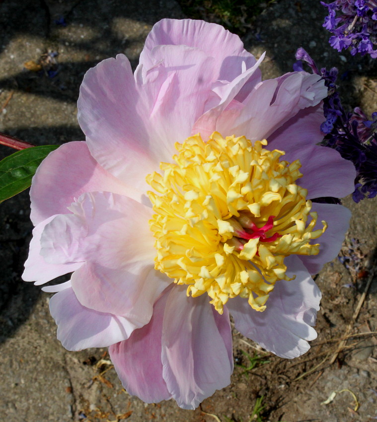 Image of Paeonia lactiflora specimen.