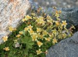 Saxifraga adenophora. Цветущее растение. Карачаево-Черкесия, Архыз, долина р. Псыш, альпика, 2450 м н.у.м. 13.06.2014.