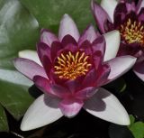 Nymphaea odorata