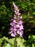 Dactylorhiza fuchsii. Соцветие. Украина, Львовская обл., Дрогобычский р-н, г. Трускавец, Помярки, обочина лесной дороги. 11.06.2014.