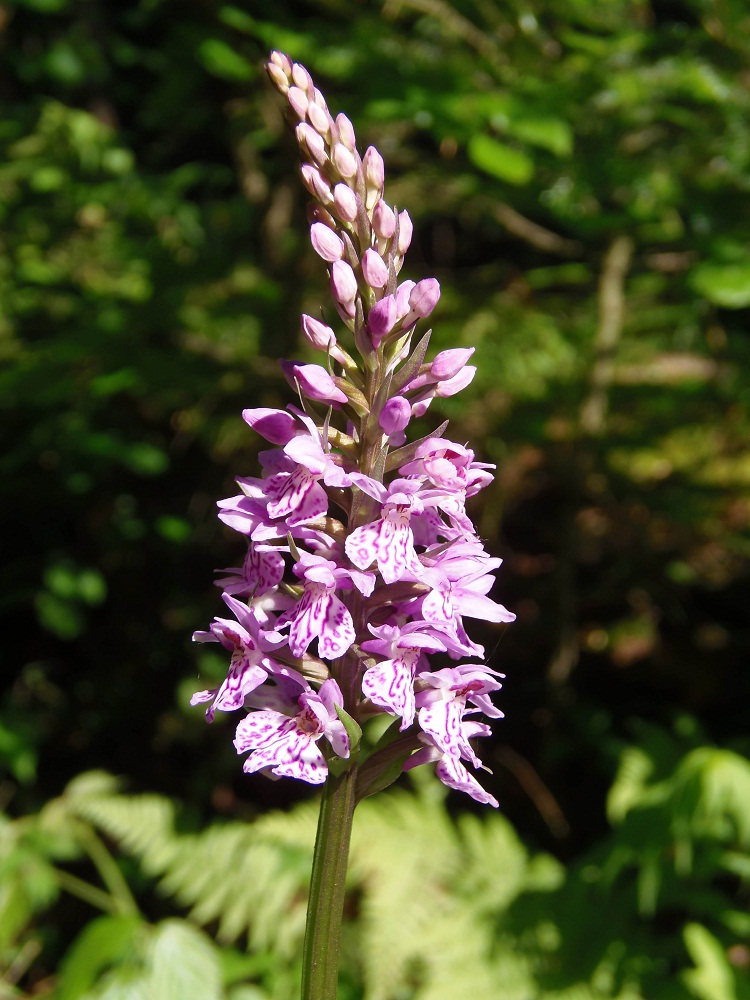 Image of Dactylorhiza fuchsii specimen.