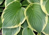 Hosta fortunei. Листья ('Aureo-marginata'). Германия, г. Дюссельдорф, Ботанический сад университета. 03.06.2014.