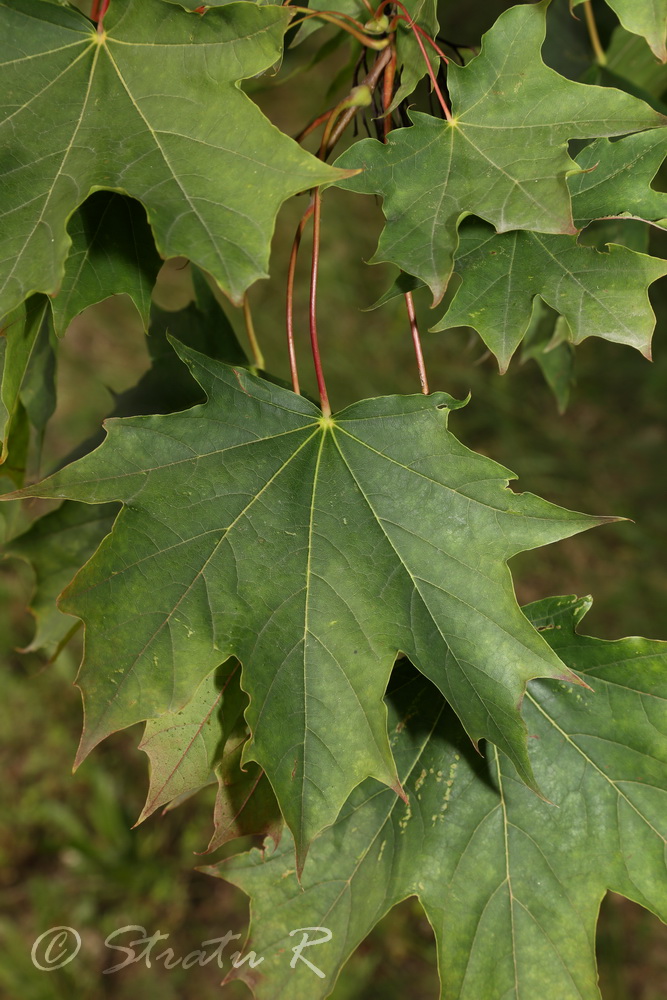 Изображение особи Acer platanoides.