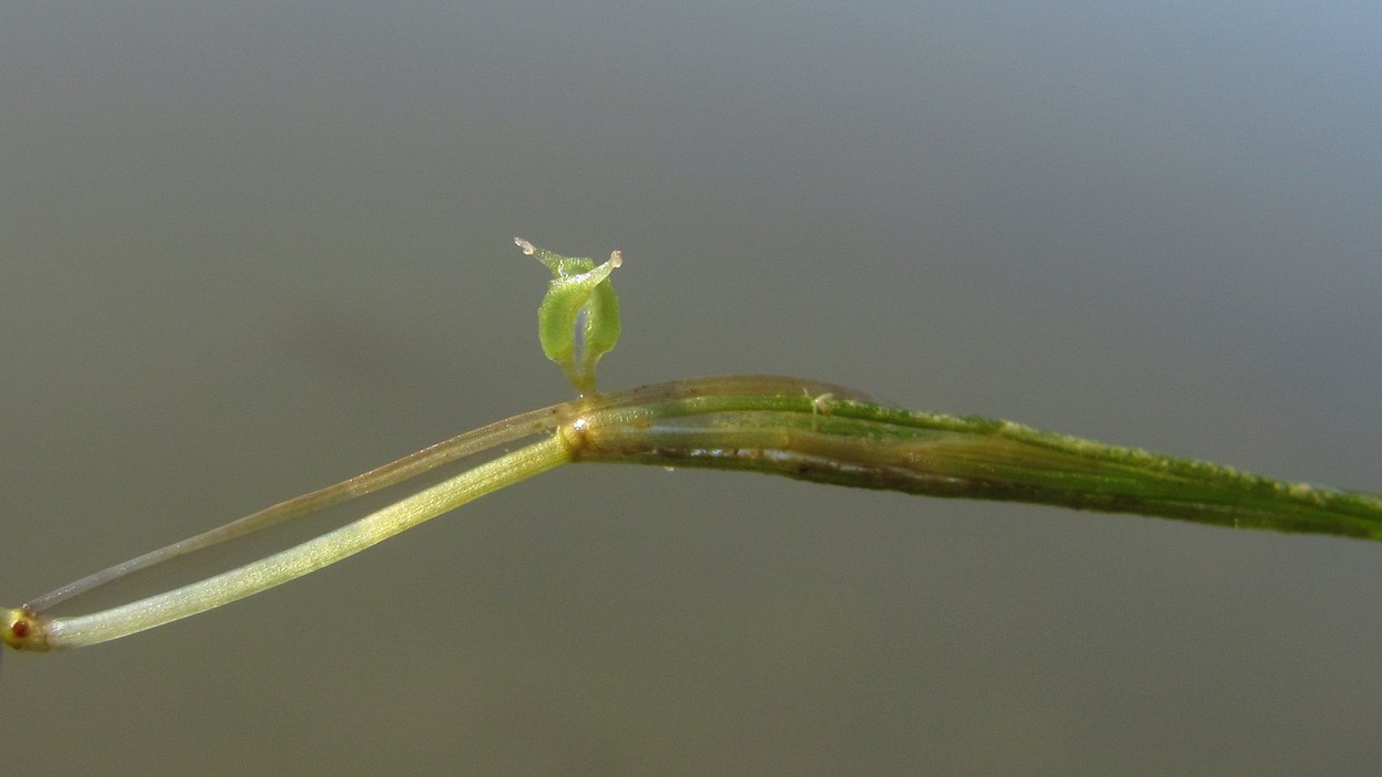 Изображение особи Zannichellia pedunculata.