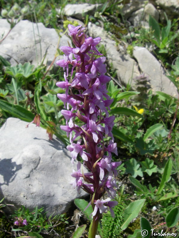 Image of Gymnadenia conopsea specimen.