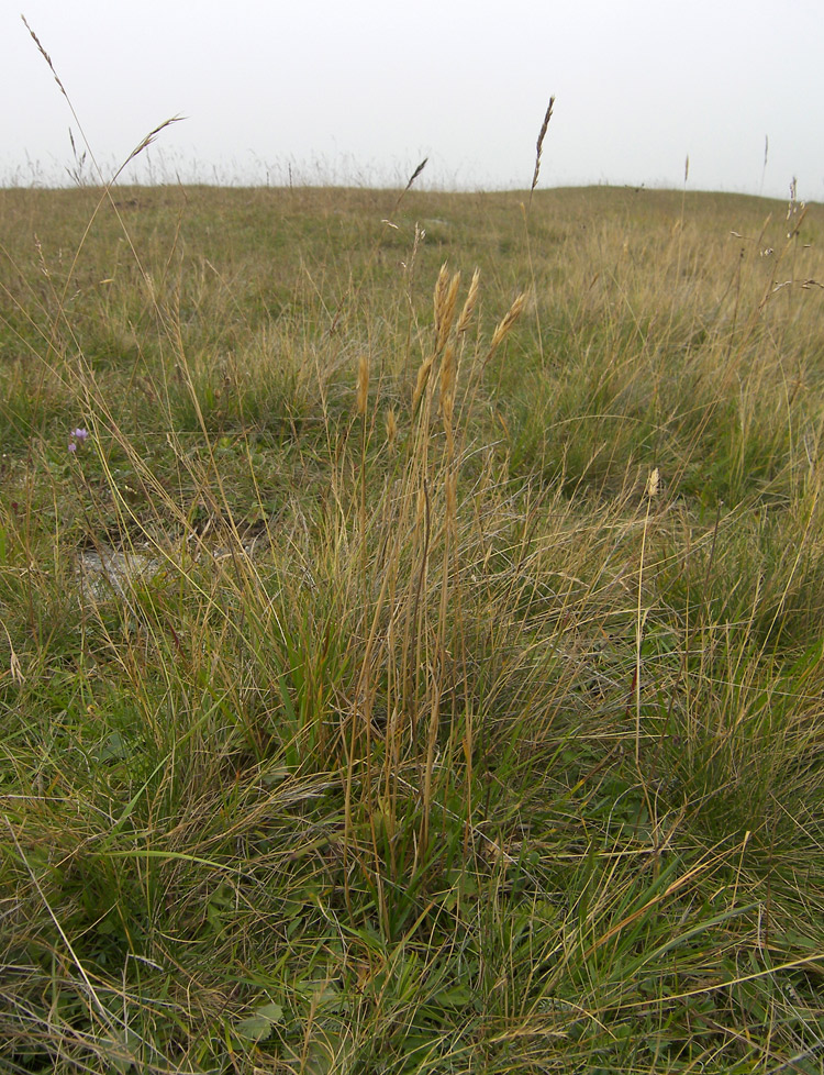 Image of Anthoxanthum alpinum specimen.