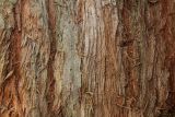 Sequoia sempervirens. Часть ствола. Германия, г. Дюссельдорф, Ботанический сад университета. 05.09.2014.