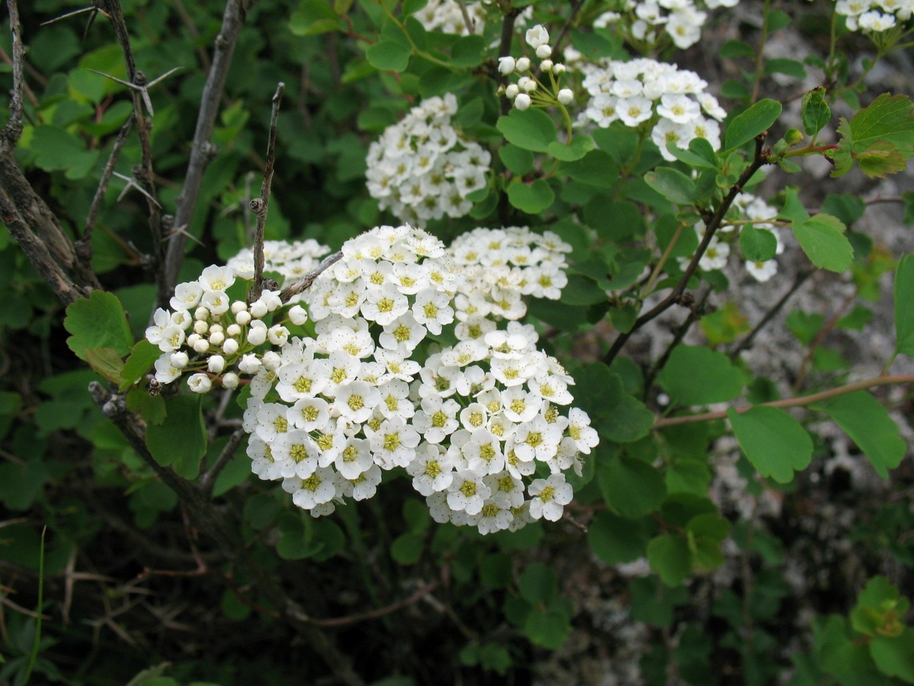 Изображение особи Spiraea trilobata.