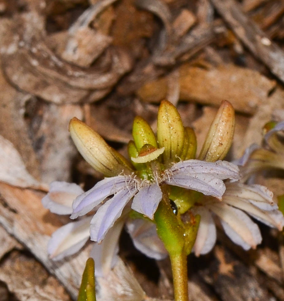 Image of Scaevola crassifolia specimen.