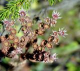 Sempervivum caucasicum. Соцветие. Карачаево-Черкесия, окр. г. Теберда, долина р. Бадук. 01.08.2014.