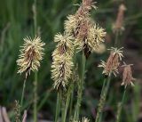 Carex pilosa. Верхушки побегов с мужскими и женскими (внизу) соцветиями. Московская обл., Раменский р-н, окр. ж.-д. платформы Хрипань, просека под ЛЭП. 02.05.2014.