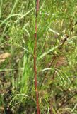 Artemisia campestris