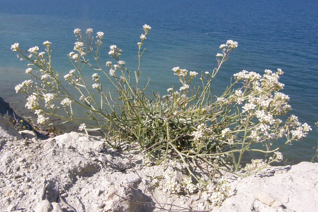 Изображение особи Lepidium turczaninowii.